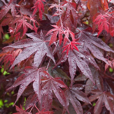 Acer palmatum 'Bloodgood' | Japanese Maple Deciduous Garden Plant Tree In Pot - Image 1 of 4