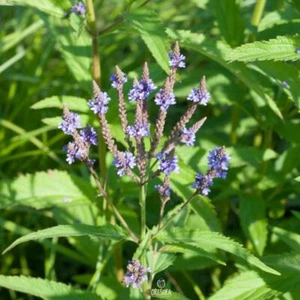 Verbena officinalis 100+ PCS fresh seeds, Vervain seeds, Common verbena seeds - Picture 1 of 8