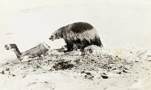 AK Echt Foto Antik Wolverine ernährt sich von Hirsch Tierbein - Bild 1 von 3