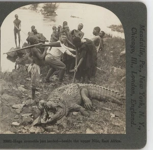 Riesiges Krokodil gerade gelandet Oberer Nil Ostafrika Stereoview um 1900 - Bild 1 von 3