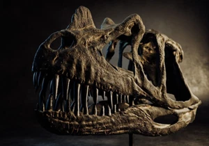 3d printed Ceratosaurus nasicornis Dinosaur head skull model dinosaur 1:1 - Picture 1 of 16