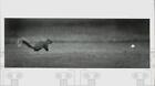1982 Press Photo A Squirrel Running For The Golf Ball At Milburn Country Club