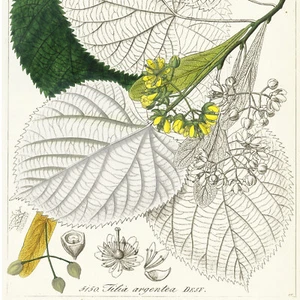1834 REICHBACH FLORA Incisione colorata a mano, TILIA ARGENTEA (tiglio d'argento) - Foto 1 di 7