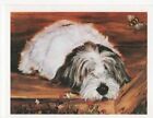 Petite Basset Griffon Vendeen with Bee Notecard Set - 6 Note Cards Ruth Maystead