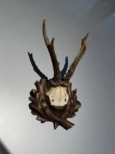 Antique Antler Black Forest Carved Wooden Plate Taxidermy Trophy - Picture 1 of 10