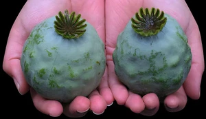 1,500 The Giant - Giganteum P. Somniferum Poppy Seeds -HUGE Pink&Purple Blooms! - Picture 1 of 18