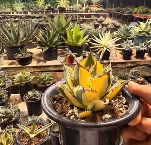 Agave titanota 'Snaggletooth'(Marginata Aurea) Random Self Rooted 1pcs - Picture 1 of 4