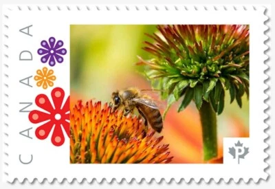 cp. HONEY BEE on FLOWER = Picture Postage stamp MNH Canada 2019 p19-01s21 Foto 1 de 2