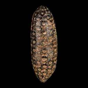 XL 2.2" Fossil Pine Cone Equicalastrobus Replaced By Agate Eocene Age Seeds - Bild 1 von 10