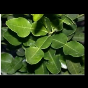 2 Oz Fresh Kaffir Lime Leaves Indonesian Lime For Cooking - Picture 1 of 1