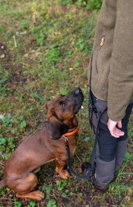 Jagd Umhängeleine , Verstellbare Umhängeleine , Jagdhunde Führerleine Hunter - Bild 1 von 6