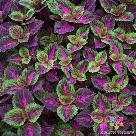25 + 紫色绿色 Coleus 种子用于花园种植 - 美国 - 免费送货! — 第 1/1 张图片