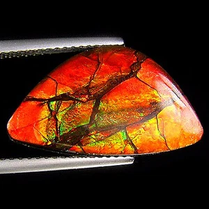 9.45 Ct NATURAL AMMOLITE 20.60 X 11.60 X 3.87 MM - Picture 1 of 2