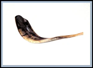 Amazing New Polished Rams Horn Shofar Authentic Israel - Picture 1 of 1
