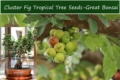 Semillas de higuera tropical - Higuera en racimo - 20 semillas Foto 1 de 4