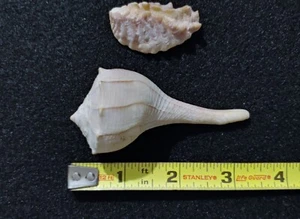 2 Vintage - Small Sea Shells - All Natural - these where found about 60 yeas ago - Picture 1 of 12