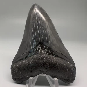 Kompletter dunkler 3,92 Zoll fossiler MEGALODON Haizahn - USA - Bild 1 von 4