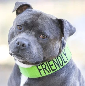 We Love Our Staffs Heavy Duty Strong Clip Nylon Wide Pet Dog Collar Or Lead - Picture 1 of 29