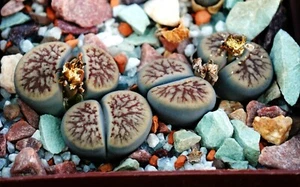 Lithops schwantesii cv. Semillas ""Nutwerk"" 10 piezas - Imagen 1 de 3
