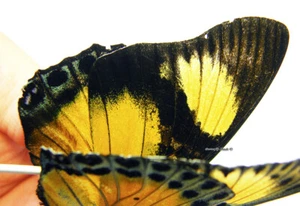 Unmounted Butterfly/Nymphalidae - Charaxes fournierae fournierae, FEM 2, DRC - Picture 1 of 5