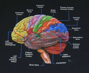 CERVEAU HUMAIN -- T-shirt médical lobe cérébral cortex biologie anatomie science S-2XL - Photo 1 sur 4
