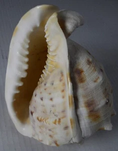 Cassis Cornuta Queen Horned Helmet Tiger Striped Large 6”x5” Conch Shell Excelle - Picture 1 of 5