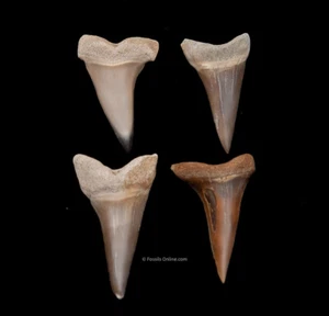 Group of I.Hastalis Extinct Mako Shark Teeth  from PERU     2035 - Picture 1 of 2