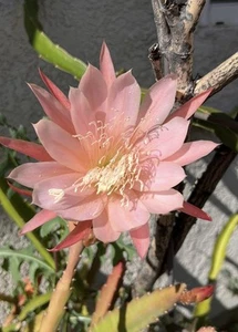 Epiphyllum Orchid Cactus Rooted Live Plant 4” Pot ‘King Midas’ Salmon Pink Bloom - Picture 1 of 8