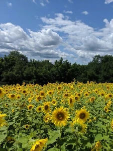 Sunflower Food Plot Seed - Whitetail Deer Fall Forage - 5 lb - 1/2 Acre Bag - Picture 1 of 4