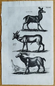 Merian/Johnston Original Kupferstich Ziege Reh Folio - 1657 - Picture 1 of 2