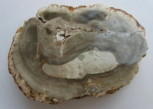 Versteinertes Holz Stammstück aus Madagaskar 262 g Ø 9 cm eine Seite ist poliert - Bild 1 von 7