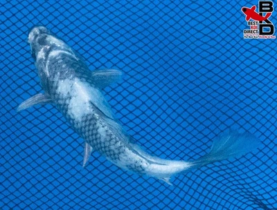 5" GIN SHIRO UTSURI Live Koi Fish Garden Pond 10/12 - Image 1 of 4