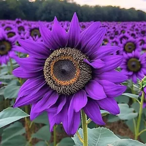 50pcs ‘Violet Majesty’ Purple Sunflower Seeds – Rare Heirloom Variety for Garden - Picture 1 of 4