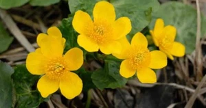 3x Caltha palustris Marsh Marigold Live Water Plant Aquatic Pond Lake Marginal - Picture 1 of 2