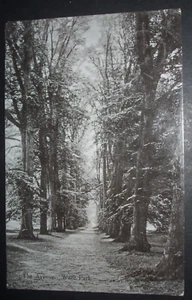 1904 real photo postcard The AVENUE WARE PARK Hertfordshire - Picture 1 of 2