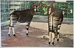 Cartolina WASHINGTON DC Smithsonian's Nat Zoological Park OKAPI Curteich D9 - Foto 1 di 4
