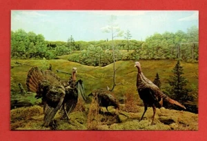 1950s CALL OF WILD MUSEUM US postcard WILD TURKEYS  bird animal taxidermy - Picture 1 of 3
