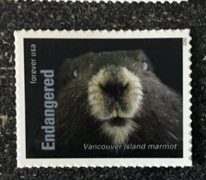 2023USA #5799k Forever Endangered Species - Vancouver Island Marmot Single Mint - Bild 1 von 1