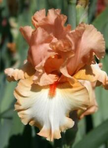 Orange Titan Bearded Iris - Blue Buddha Farm - Easy to Grow Perennial