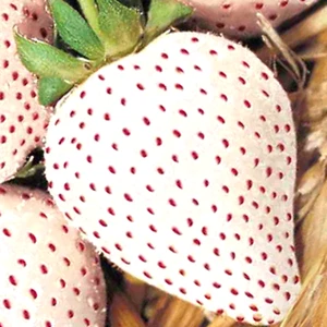 200 WHITE WONDER STRAWBERRY SEEDS PERENNIAL HEIRLOOM NON-GMO FRUIT FREE SHIPPING - Picture 1 of 8