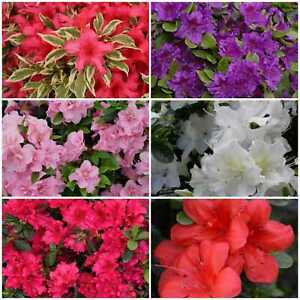 6 Mixed Dwarf Evergreen Colourful Flowering Azalea Shrub Plants P9 pots