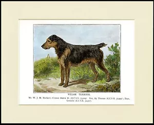WELSH TERRIER VINTAGE STIL BENANNTER HUND SCHÖNER DRUCK RAHMENFERTIG MONTIERT - Bild 1 von 1