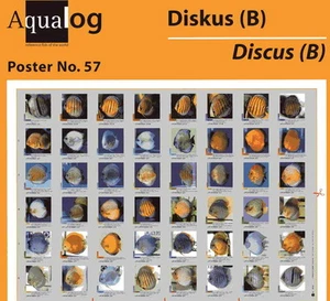 AQUALOG Poster The Most Beautiful Discus # 2, LAMINATED - Picture 1 of 1