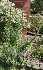Great Blue Lobelia, Blue Cardinal Flower- Lobelia siphilitica seed 100+ count - Picture 1 of 2