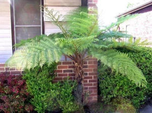 Cyathea Australis ca. 40 cm Australischer Baumfarn Schnellwüchs, groß werdender - Bild 1 von 2