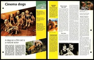 Cinema Dogs - Tips - Dogs Of The World Atlas Fact File Card - Picture 1 of 1