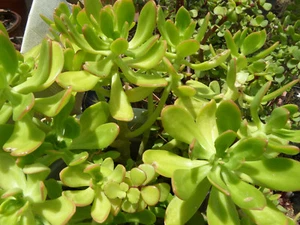lot of 3 Sedum dendroideum fresh cuttings succulent plant 4"+ length - Picture 1 of 5