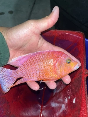 Dragonblood African Cichlid 5”+ - Image 1 of 3
