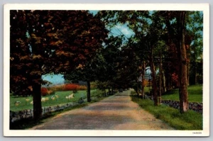 Vintage street farm landscape Postcard trees sheep lambs grazing - Picture 1 of 2