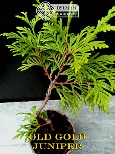 Old Gold Juniper - Juniperus chinensis ‘Old Gold’ - Live Plant - 6 to 8 inches - Picture 1 of 11